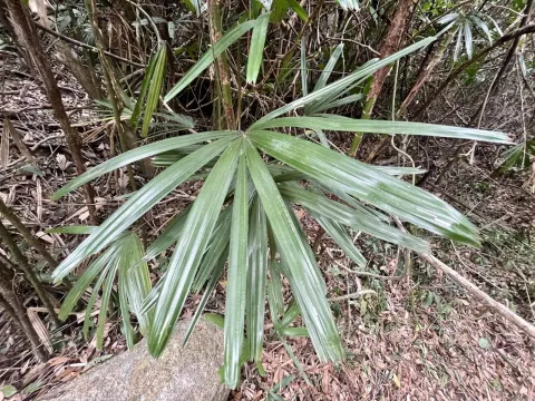 Rhapis