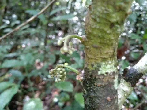 Raputia
