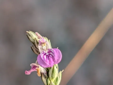 Ростеллулярия