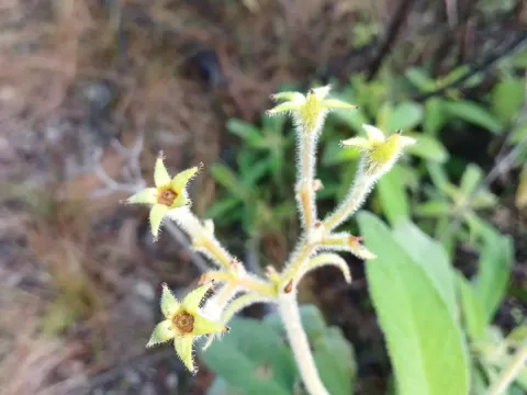 Rhytidophyllum