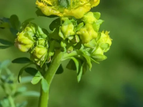 Fringed rue