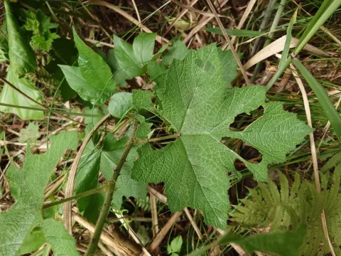 Rubus alceifolius