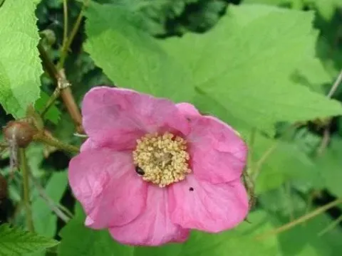 Flowering raspberry