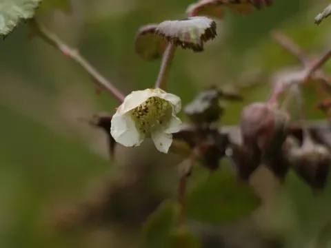 Rubus biflorus