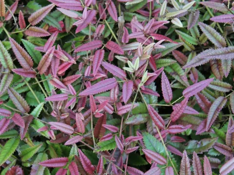Rubus barkeri