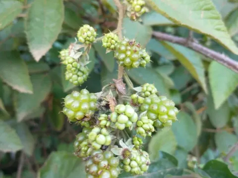 Brazilian blackberry