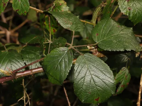 Cissbury blackberry