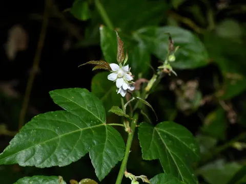 Rubus corchorifolius
