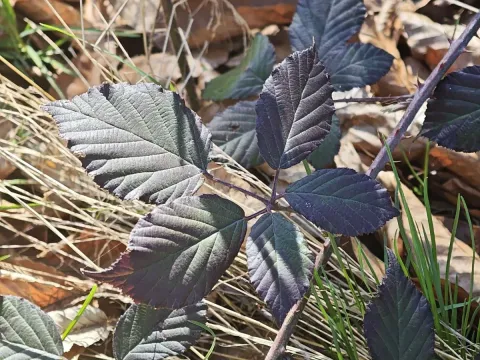 Mountain blackberry