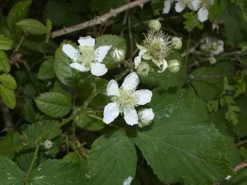 Rubus platyacanthus