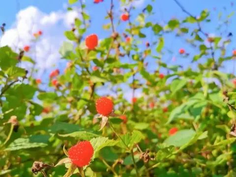 Rubus chroosepalus