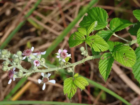 Rubus rigidus