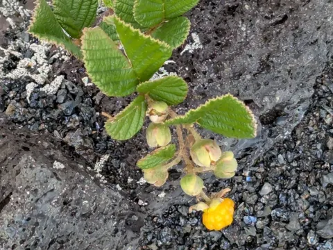 Rubus ellipticus