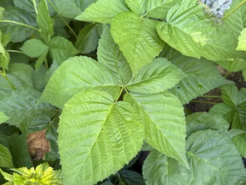 Leafy blackberry