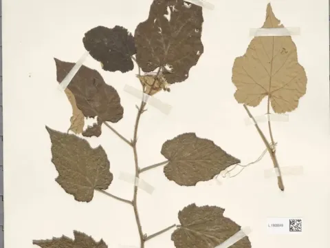 Rubus flagelliflorus