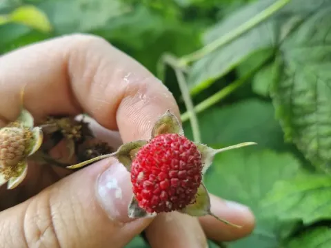 Rubus fraseri