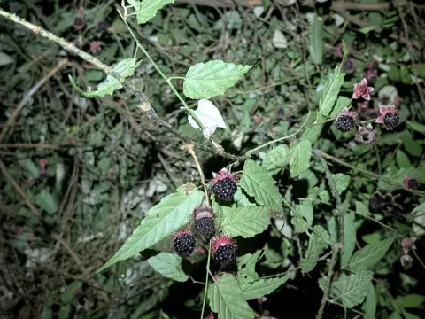 Hupeh raspberry