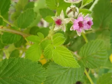 West Himalayan raspberry