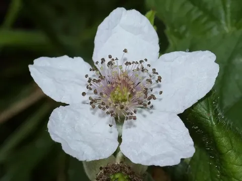 Forest blackberry