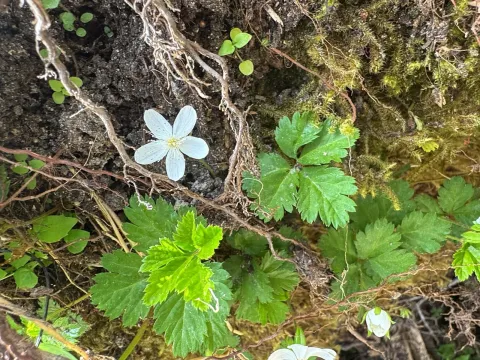 Rubus pedatus