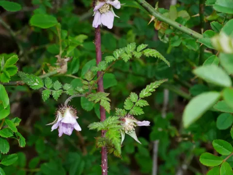 Rubus pungens