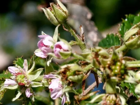 Rubus pinnatus