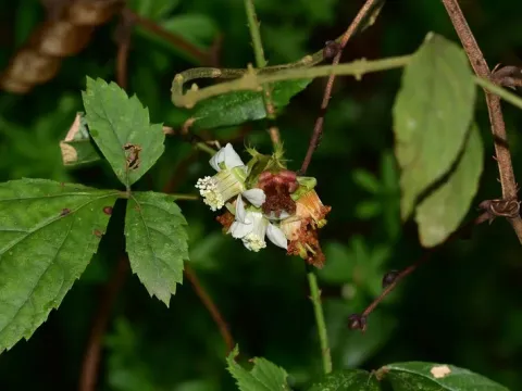 Rubus playfairianus