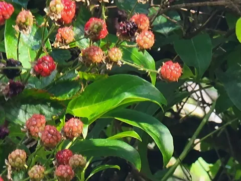 Rubus penetrans
