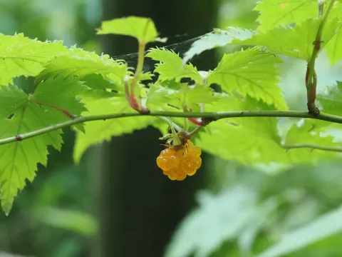Рубус пальматоїдес
