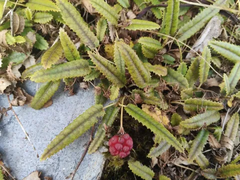 Rubus parvus