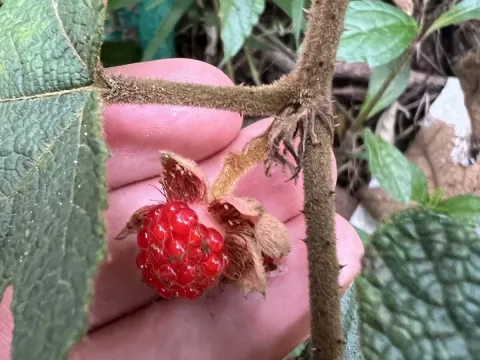 Rubus reflexus