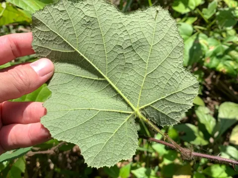 Rubus roridus