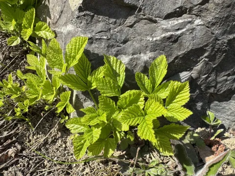 Stone bramble