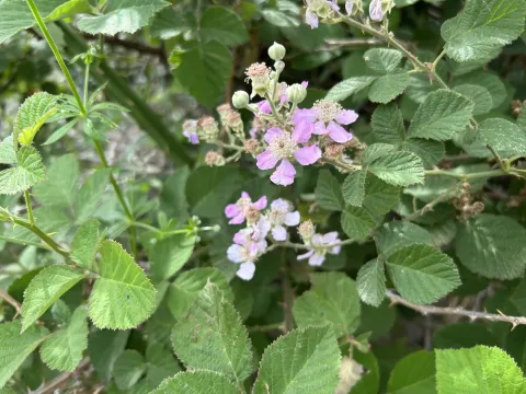 Anatolian blackberry