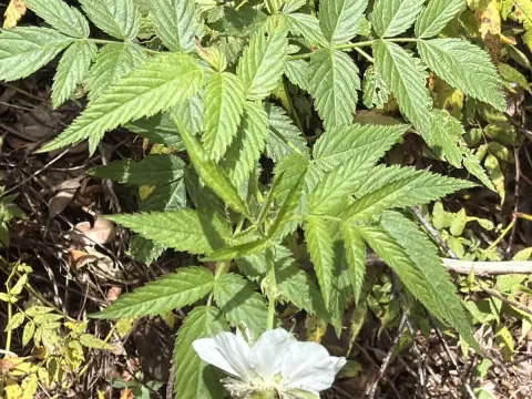 Taiwan raspberry