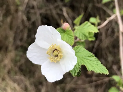 Flowering Raspberry
