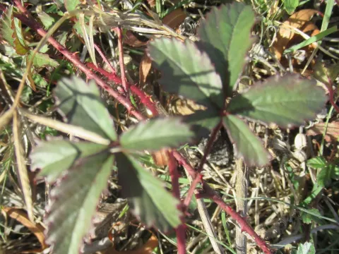 Southern dewberry