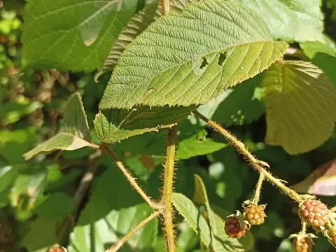 Nettle-leaved bramble