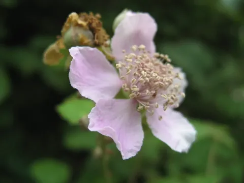 Elm-leaf blackberry