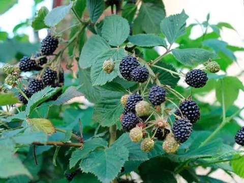European dewberry
