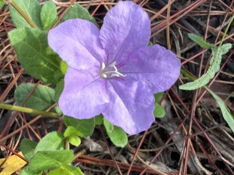 Carolina wild petunia