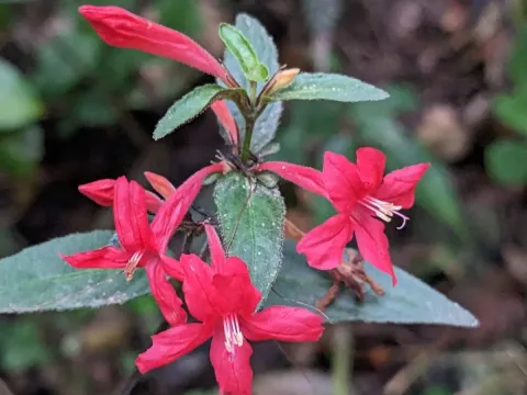 Ruellia coccinea