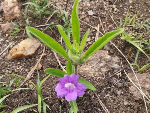 Ruellia geminiflora