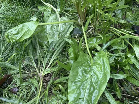 Щавель обыкновенный
