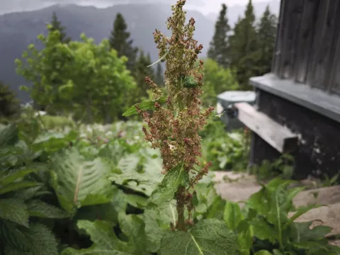 Щавель альпийский