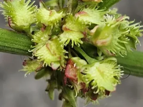 Nepal sorrel