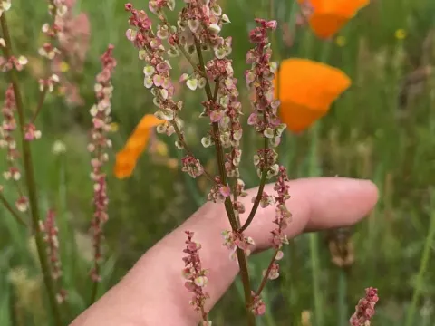 Heartwing sorrel