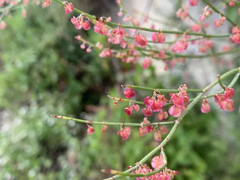 Himalayan sorrel