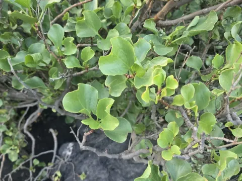 Щавель лунный