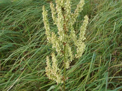 Round-leaved dock